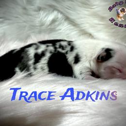 Trace adkins - Blue merle male Miniature Australian Shepherd puppy in Lubbock, Texas from Baby Storm Kennels