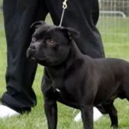 Bullblade - Staffordshire Bull Terrier
