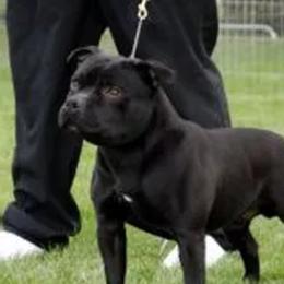 Bullblade - Staffordshire Bull Terrier