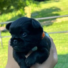 Boy Orange Collar - Black male Brussels Griffon puppy in Grove, Oklahoma from Critter918