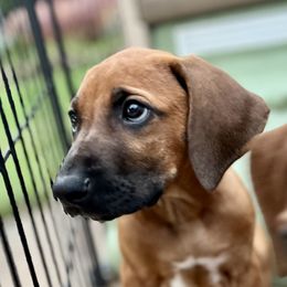 Brown - Rd whtn blk nose male Rhodesian Ridgeback puppy in Baytown, Texas from Tenaha Ridge Rhodesian Ridgebacks