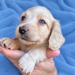Ghost - Cream male Dachshund puppy in Michigan And Florida Locations, Michigan from UP North Dachshunds UPNDLLC