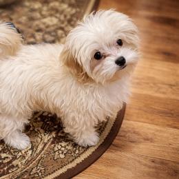 Taffie - Cream female Maltipoo puppy in Chattanooga, Tennessee from Joy-fur puppies