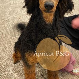 Goldendoodle and Poodle All Grown Up from Apricot Poodles & Goldendoodles