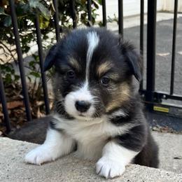 Stout - Black and tan male Pembroke Welsh Corgi puppy in North East, Maryland from Potato Patch