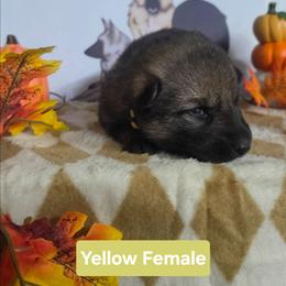 Yellow Collar - Sable female German Shepherd puppy in Cadet, Missouri from Working Valley Shepherds