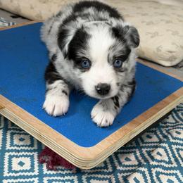 Lilo - Blue merle female Miniature Australian Shepherd puppy in Bohemia, New York from Wiggle Bum Ranch
