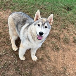 Boy 3 - Gray and white male Siberian Husky puppy in Loudon, Tennessee from Kristari Siberians