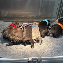 French Bulldog Puppies from Tip Top Bully House