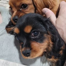 Bichon Frise and Cavalier King Charles Spaniel Puppies from Beloved Bichon & Cavaliers
