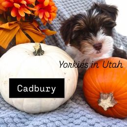 Cadbury - Parti male Yorkshire Terrier puppy in Syracuse, Utah from Yorkies in Utah