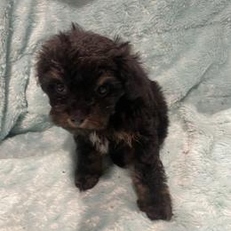 Bear - Black phantom male Aussiedoodle puppy in Bee Branch, Arkansas from Scroggins Creek Doodles