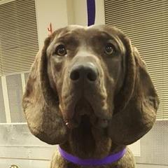 Plotts from Laoch Plotts