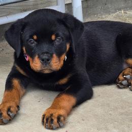 Girl 1 (Pink) - Black and tan female Rottweiler puppy in San Antonio, Texas from HAUS OF RZA