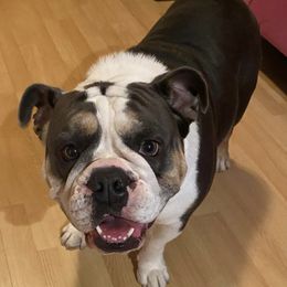 Rich - Bulldog