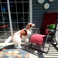 Irish Red and White Setter All Grown Up from Ridgepoint