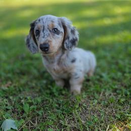 Mufassa - Dapple male Dachshund puppy in Indianapolis, Indiana from Homegrown Hoosier Kennels