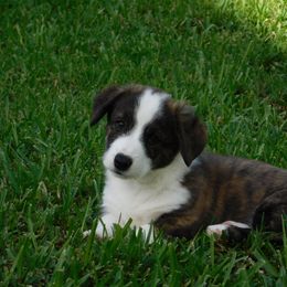 Cardigan Welsh Corgi Puppies from Penfro Corgis