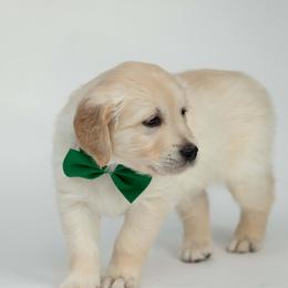 Golden Retriever Puppies from Valley County Goldens
