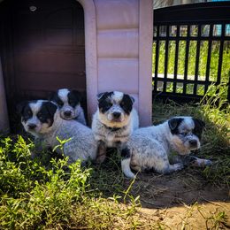 Anatolian Shepherd Dog and Australian Cattle Dog Puppies from 4D Cattle Dogs