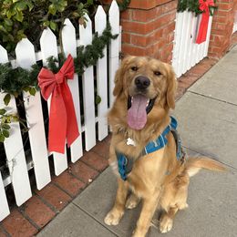 Golden Retriever Puppies from Graceful Goldens