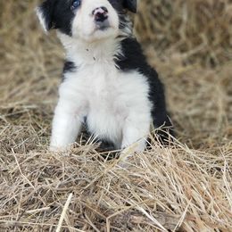 Border Collie Puppies from Bond Border Collies