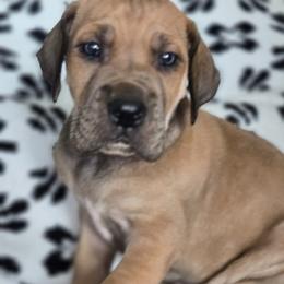 Stout - Fawn male Great Dane puppy in Albany, Oregon from Red Cloud Australian Shepherds and DeGray Great Danes & Bulldogs