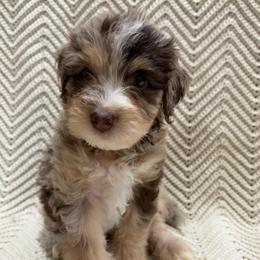 Simba - Red merle male Aussiedoodle puppy in Rainbow City, Alabama from Creek Bend Farm