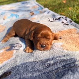 Oz - Ruby male Cavalier King Charles Spaniel puppy in Rockville, Maryland from Skais the Limit