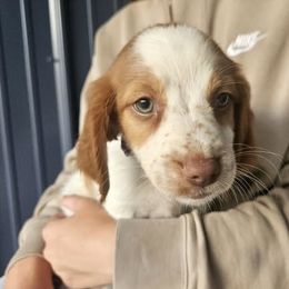 Purple Collar - Orange and white female Brittany puppy in South Haven, Minnesota from Rolling Field Brittanys