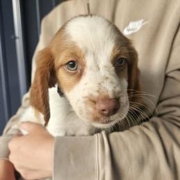 Purple Collar - Orange and white female Brittany puppy in South Haven, Minnesota from Rolling Field Brittanys