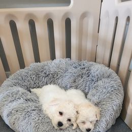 Bichon Frise Puppies from Waterloo Bichons AKC