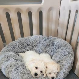 Bichon Frise Puppies from Waterloo Bichons AKC