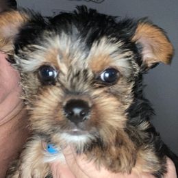 Yorkshire Terriers from Yorkie Heaven