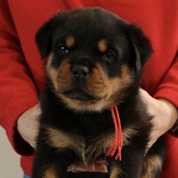 Rottweiler Puppies from Flusstal Rottweilers