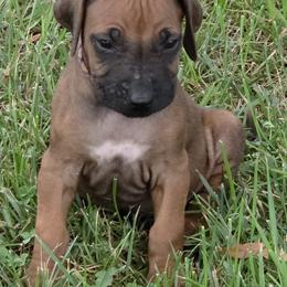 Rafe - Rd whtn blk nose male Rhodesian Ridgeback puppy in Gaffney, South Carolina from Circle D Farms
