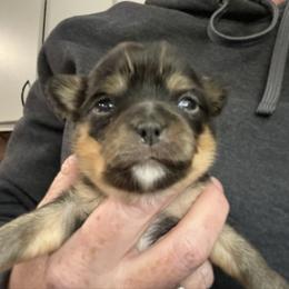 Panchito - Black and tan male Chihuahua puppy in Molino, Florida from Pensacola Chi Garden