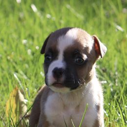 Lizzy - Blue fawn female American Staffordshire Terrier puppy in Guilford County, North Carolina from Explicit Kennel