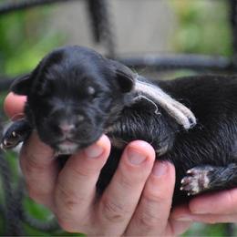 Female 4 - Black and red female German Shepherd puppy in Marianna, Florida from Haus M Godwin