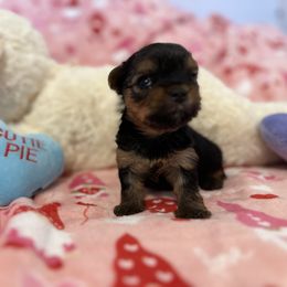 Yorkshire Terrier Puppies from Galaxy Kennel