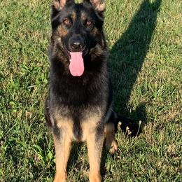 Seika - Black and tan female German Shepherd puppy in Upland, Indiana from Pinegrove German Shepherds