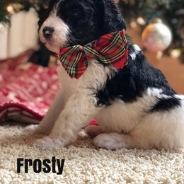 Bernedoodle and Bernese Mountain Dog Puppies from Bernedoodle Buddies