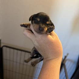Girl 3 - Black and cream female Dachshund puppy in Stamford, Texas from West Texas Miniature Dachshunds