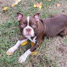 Boston Terriers from Hoo Doo Boston Terriers of North Idaho