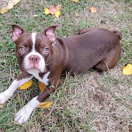 Boston Terriers from Hoo Doo Boston Terriers of North Idaho