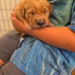 Chase - Dark golden male Golden Retriever puppy in Lebanon, Oregon from SnowPeakPaws