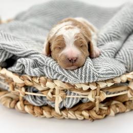 Pearl - Parti female Goldendoodle puppy in Queen Creek, Arizona from Goldendoodle AZ