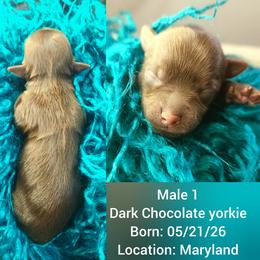 Boy 1 - male Yorkshire Terrier puppy in Waldorf, Maryland from Bitter Sweet Yorkies