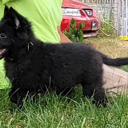 Girl 1 Yellow collar - Black female Belgian Sheepdog puppy in Green Bluff, Washington from Clawson Belgians