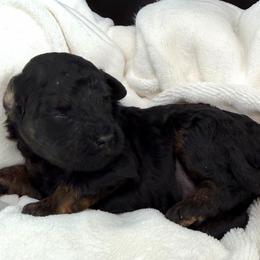 Gristle - Phantom male Goldendoodle puppy in Spokane, Washington from Goldendoodles on the Prairie